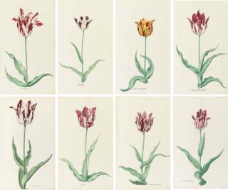 Pieter Holsteijn II - A tulip book: a volume containing 42 drawings of tulips and one added drawing of a tulip, and another drawing of an iris