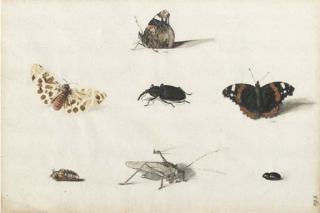 Pieter Holsteijn II - Two Red Admiral butterflies, a moth, a weevil, a grasshopper and two pupae