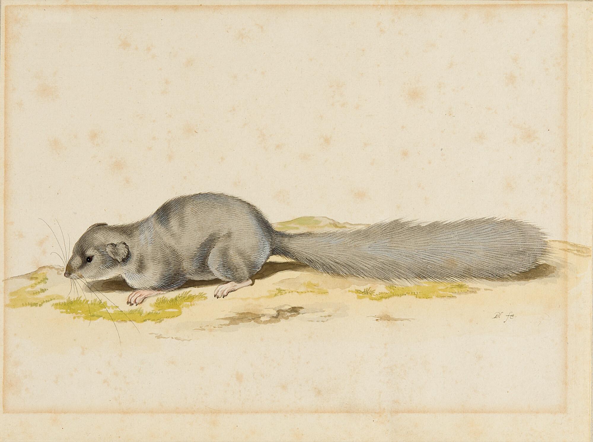 Pieter Holsteyn I - Siebenschläfer.