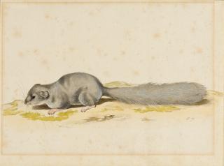 Pieter Holsteyn I - Siebenschläfer.