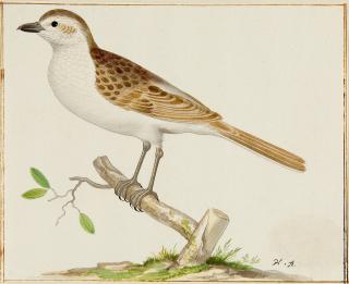 Pieter Holsteyn I - Singvogel aus der Familie der Stelzen.