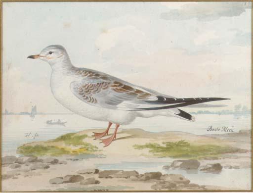 Pieter Holsteyn II - A Seagull