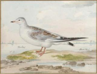 Pieter Holsteyn II - A Seagull