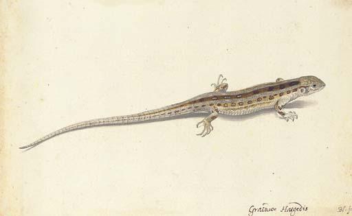 Pieter Holsteyn II - A wall lizard (Lacerta vivipara)