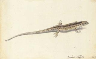 Pieter Holsteyn II - A wall lizard (Lacerta vivipara)