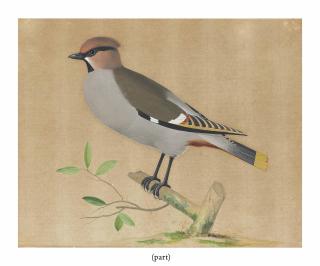 Pieter Holsteyn II - A Waxwing (Bombycilla)