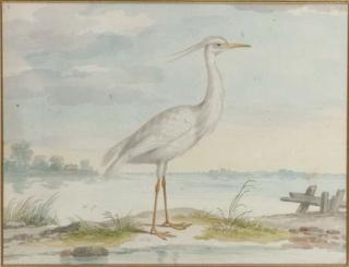 Pieter Holsteyn II - A White Heron