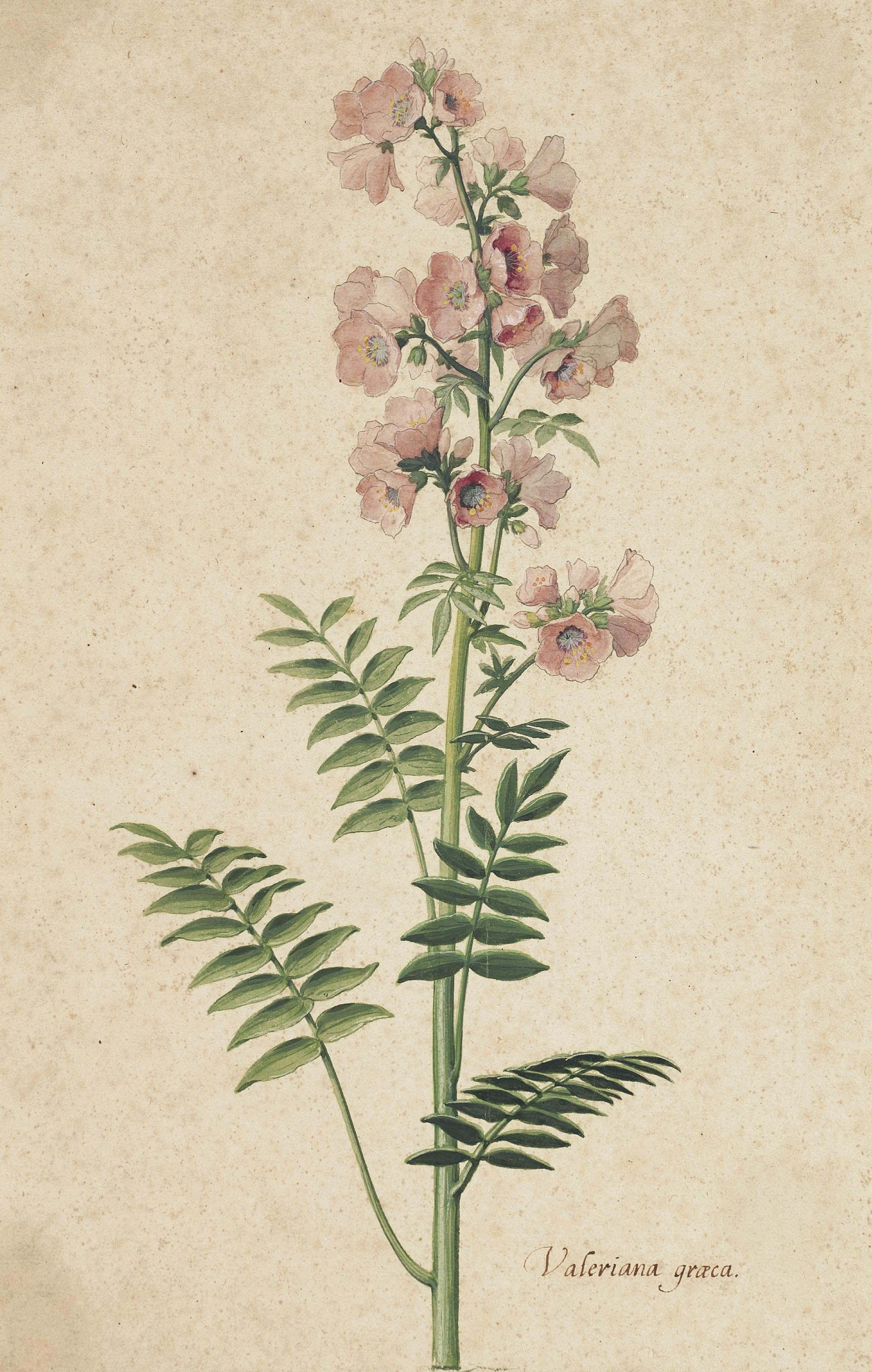 Pieter Holsteyn II - Greek Valerian, also called Jacob\'s Ladder (Valeriana graeca)