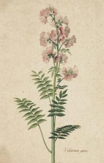 Pieter Holsteyn II - Greek Valerian, also called Jacob\'s Ladder (Valeriana graeca)