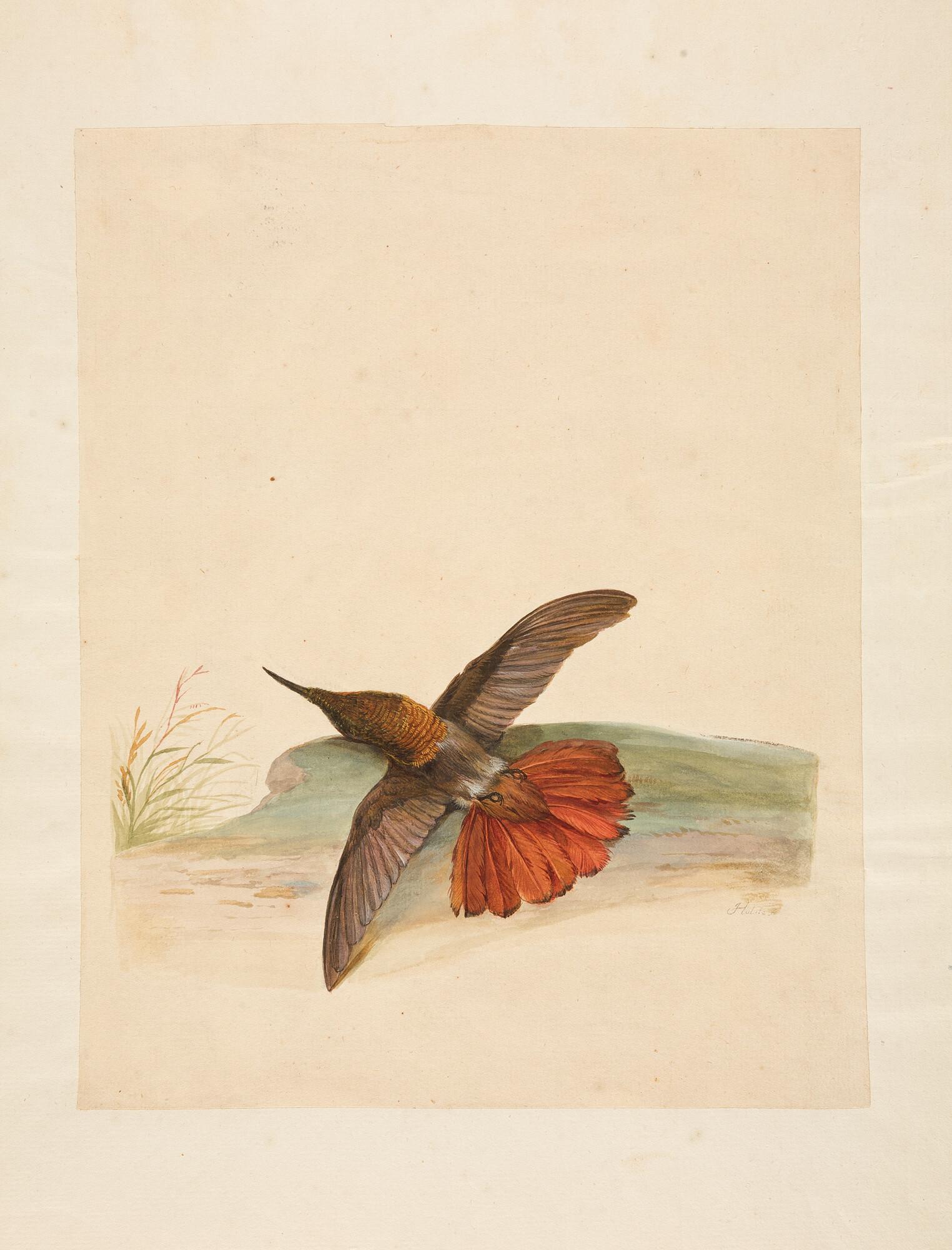 Pieter Holsteyn II. - Toter Kolibri.