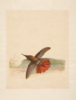 Pieter Holsteyn II. - Toter Kolibri.