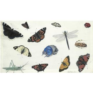 Pieter Holsteyn the Elder - A Sheet Of Studies Of Butterflies, Moths And Beetles, Including A Blue Rhinoceros Beetle And A Grasshopper 