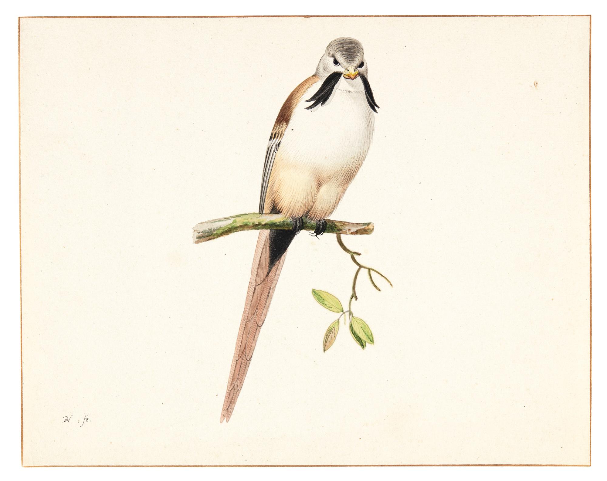 Pieter Holsteyn The Younger - A Bearded Tit