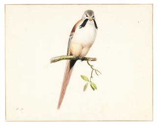 Pieter Holsteyn The Younger - A Bearded Tit