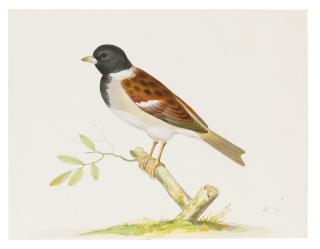 Pieter Holsteyn The Younger - A Cock Reed Bunting Perched On A Branch