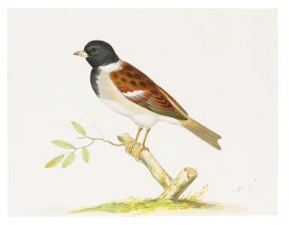 Pieter Holsteyn The Younger - A Cock Reed Bunting Perched On A Branch