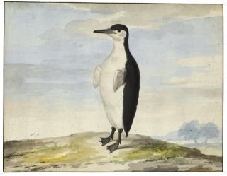 Pieter Holsteyn The Younger - A Penguin