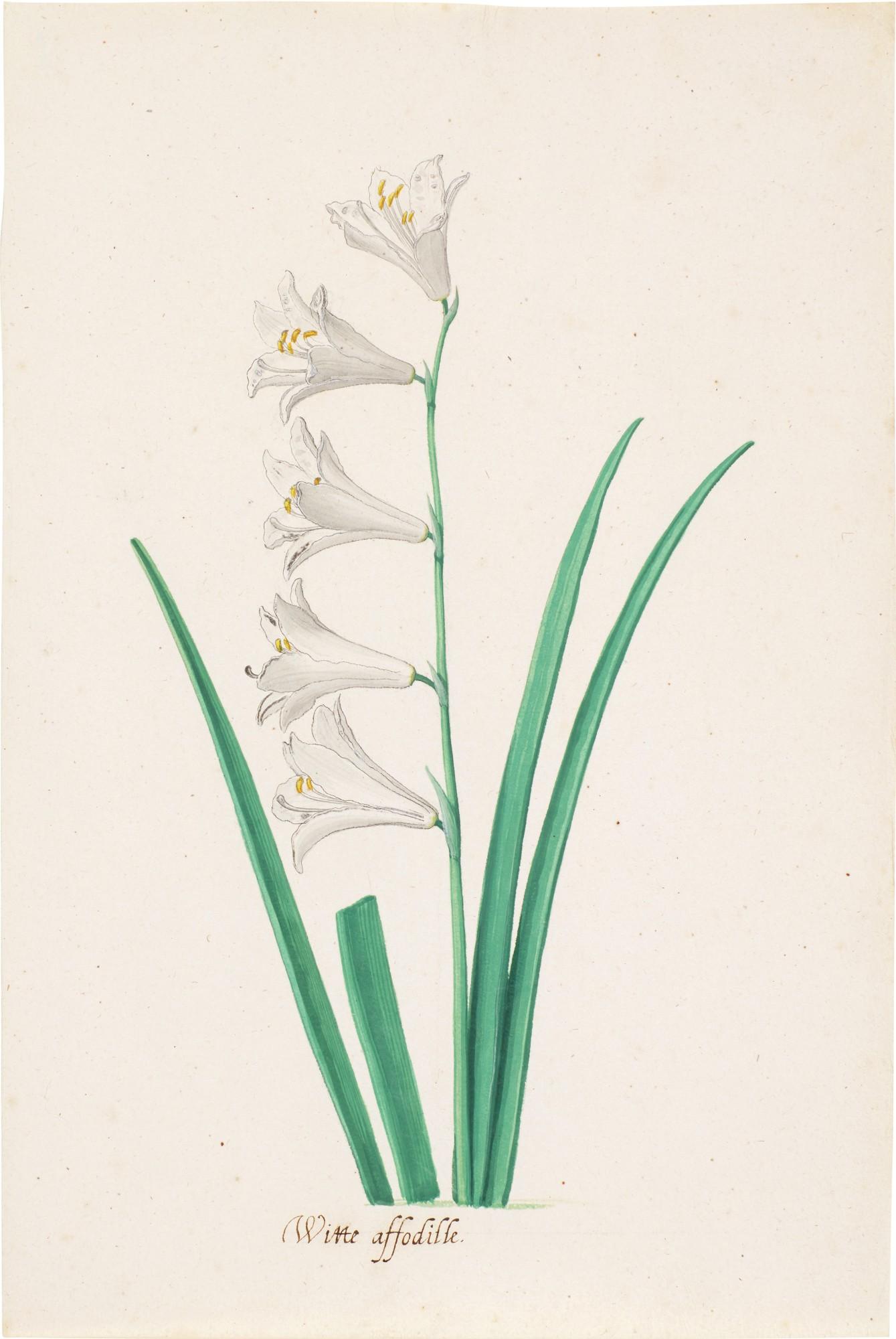 Pieter Holsteyn the Younger - A White Daffodil