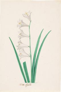Pieter Holsteyn the Younger - A White Daffodil