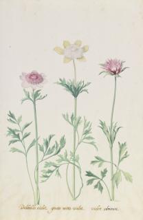 Pieter Holsteyn The Younger - Viola; Dobbelde Violet, Groote Witte Violet, Violet Admirant; A Pair Of Botanical Watercolors