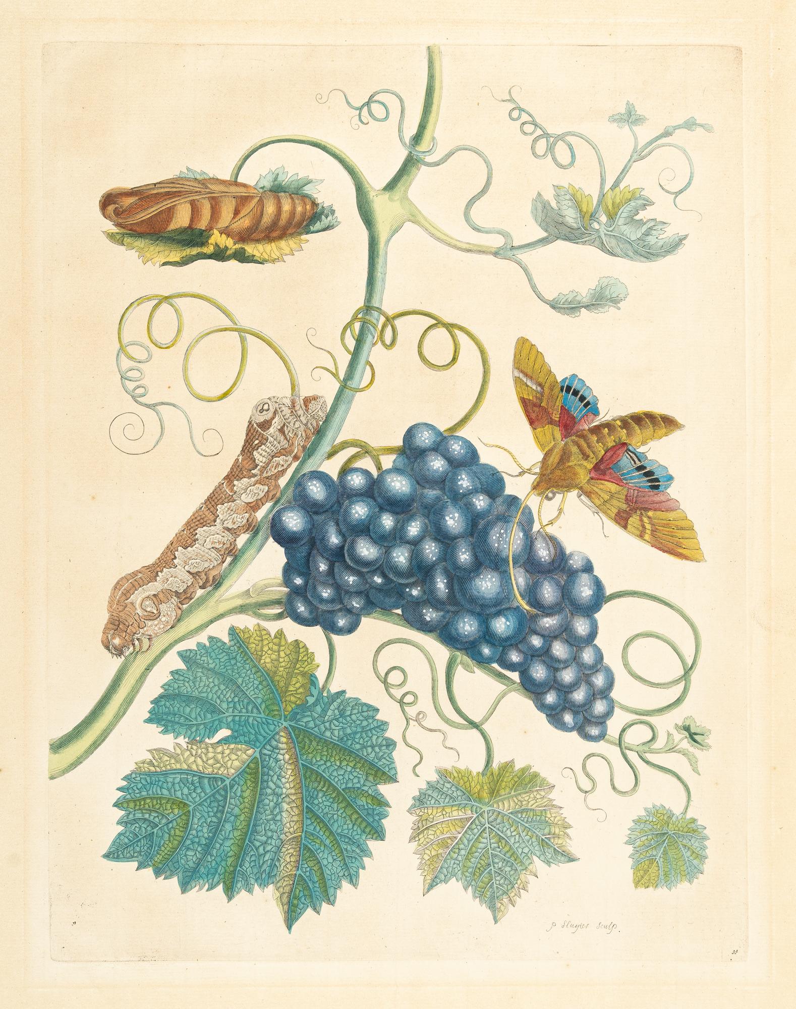 Pieter Sluyter - 3 Bll. aus: Metamorphosis insectorum Surinamensium
