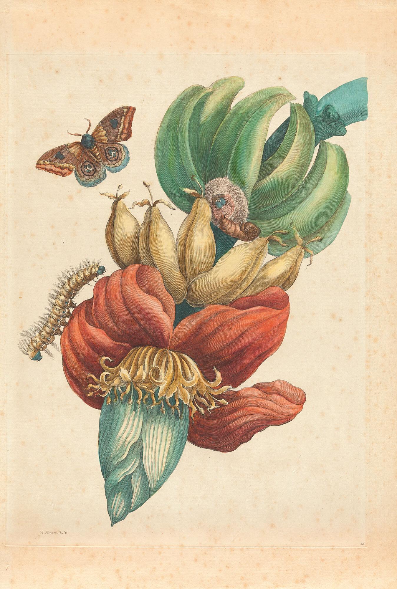 Pieter Sluyter - Banane mit Eulenfalter und Raupe aus: Metamorphosis