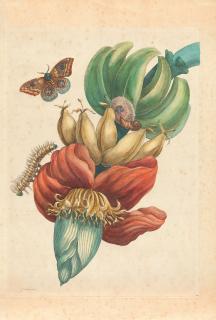 Pieter Sluyter - Banane mit Eulenfalter und Raupe aus: Metamorphosis