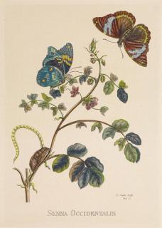 Pieter Sluyter - Konvolut aus zwei kolorierten Stichen.