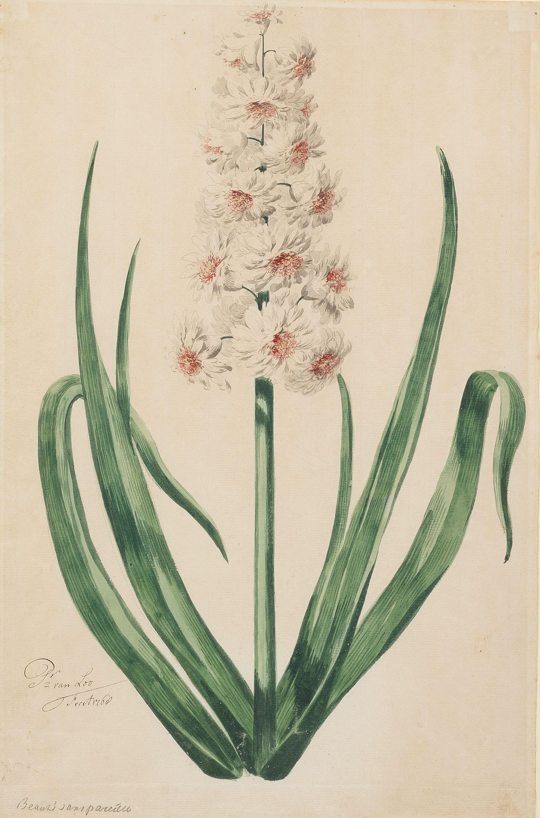 Pieter Van Loo - Hyacinth