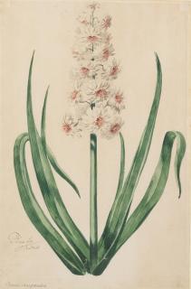 Pieter Van Loo - Hyacinth