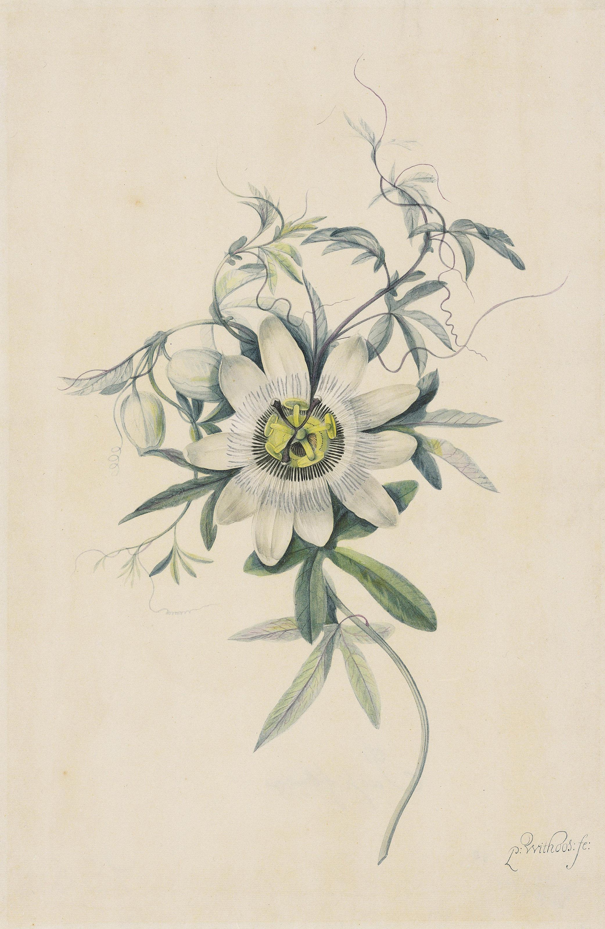 Pieter Withoos - A common passion flower (Passiflora caerulea)