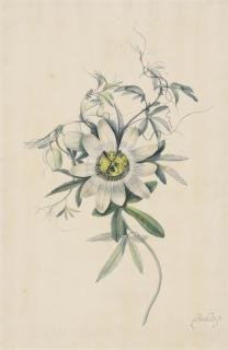 Pieter Withoos - A common passion flower (Passiflora caerulea)