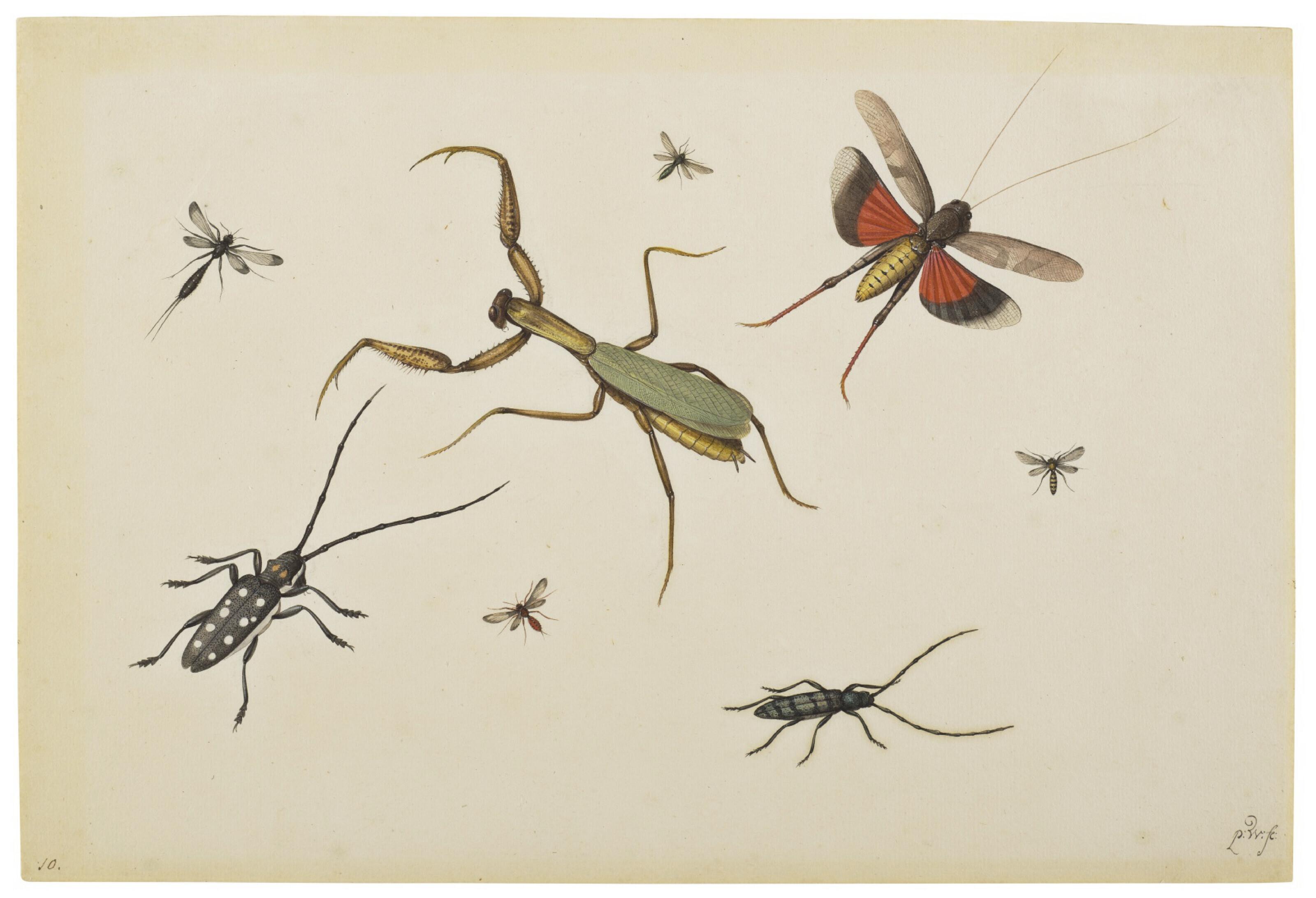 Pieter Withoos - A praying mantis, two longhorn beetles, a grasshopper in flight and other insects