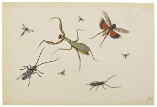 Pieter Withoos - A praying mantis, two longhorn beetles, a grasshopper in flight and other insects