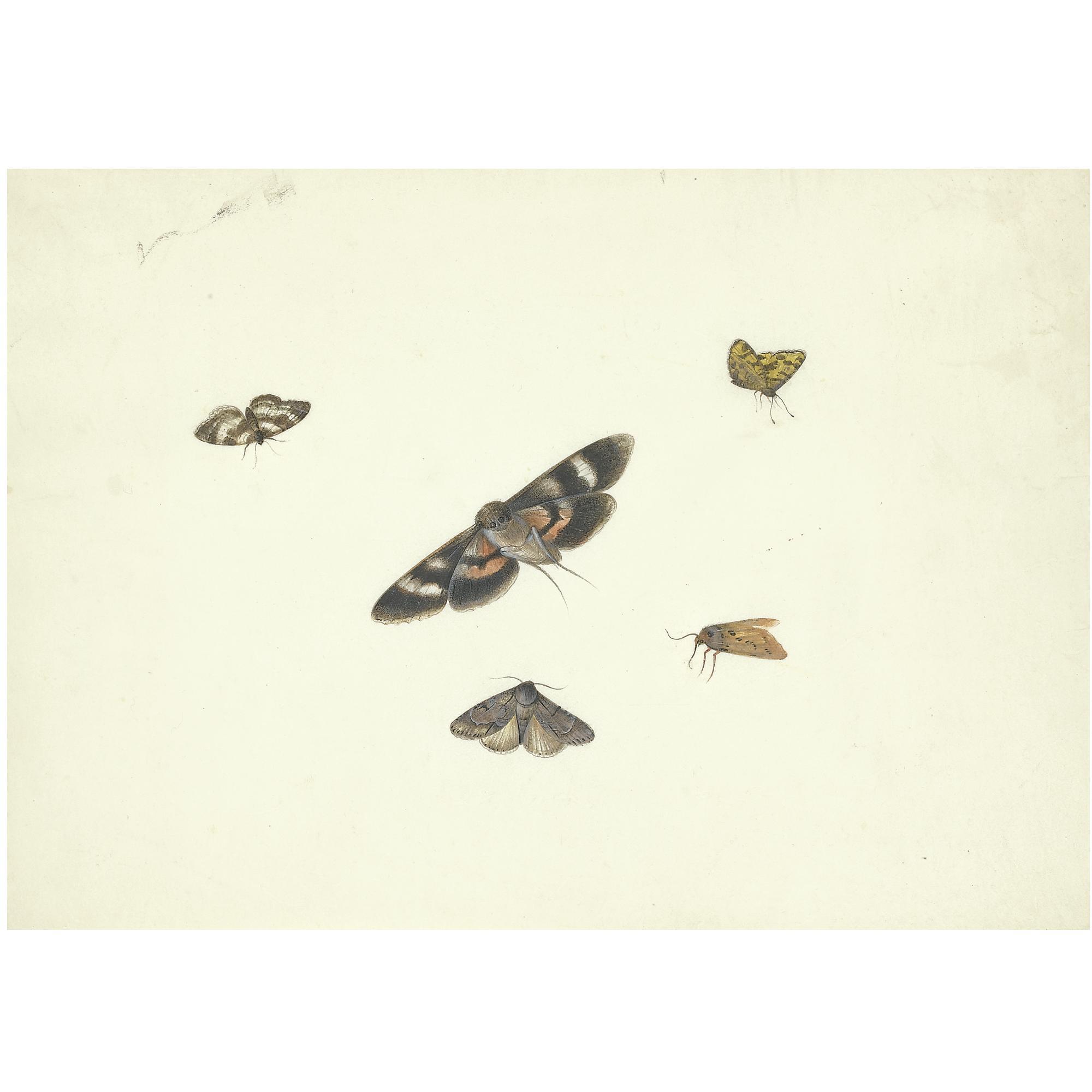 Pieter Withoos - A Sheet Of Studies Of Moths