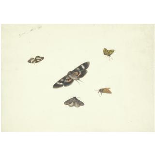 Pieter Withoos - A Sheet Of Studies Of Moths