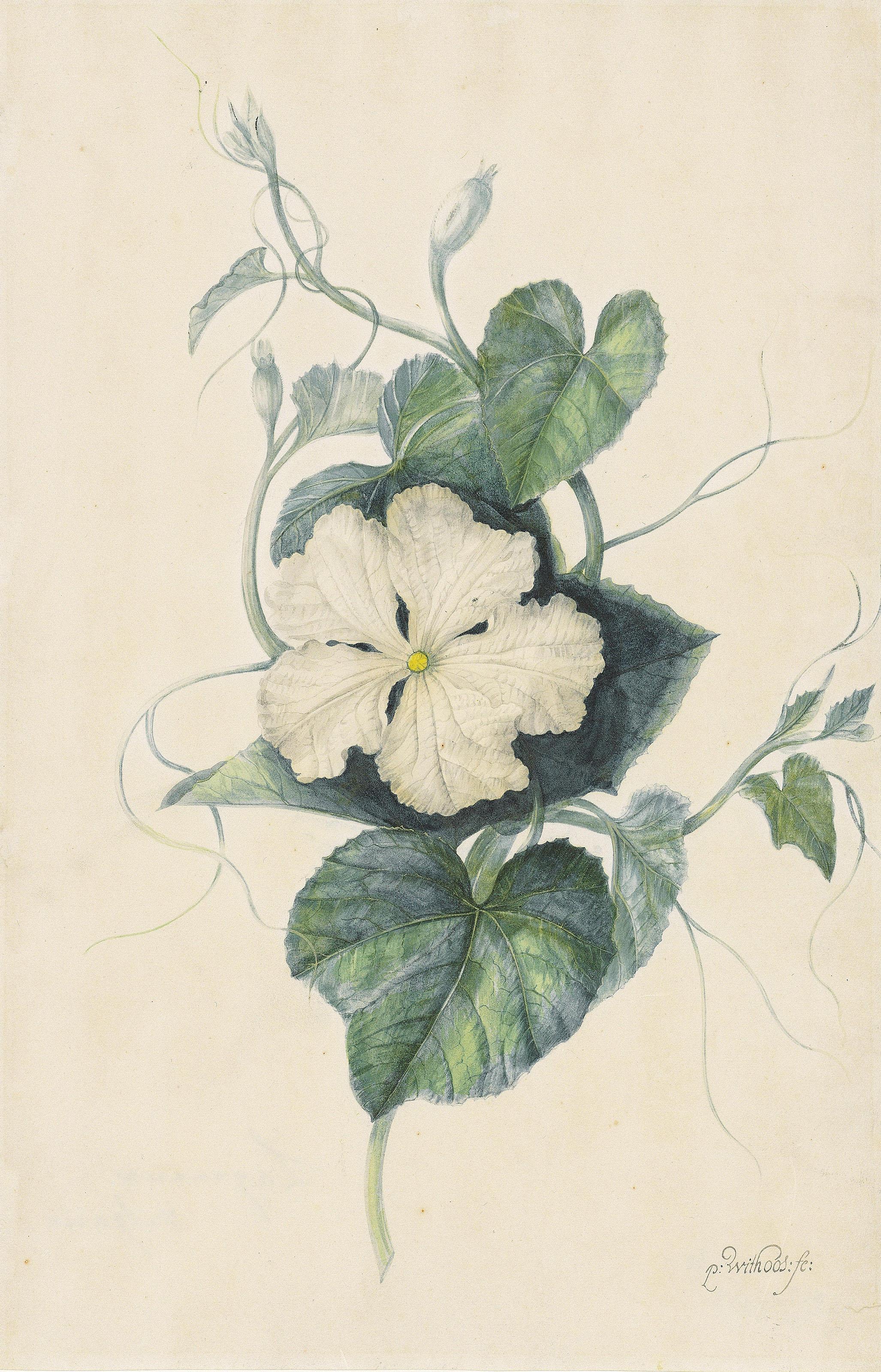 Pieter Withoos - A white-flowered gourd (Lagenaria siceraria)