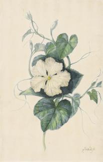 Pieter Withoos - A white-flowered gourd (Lagenaria siceraria)