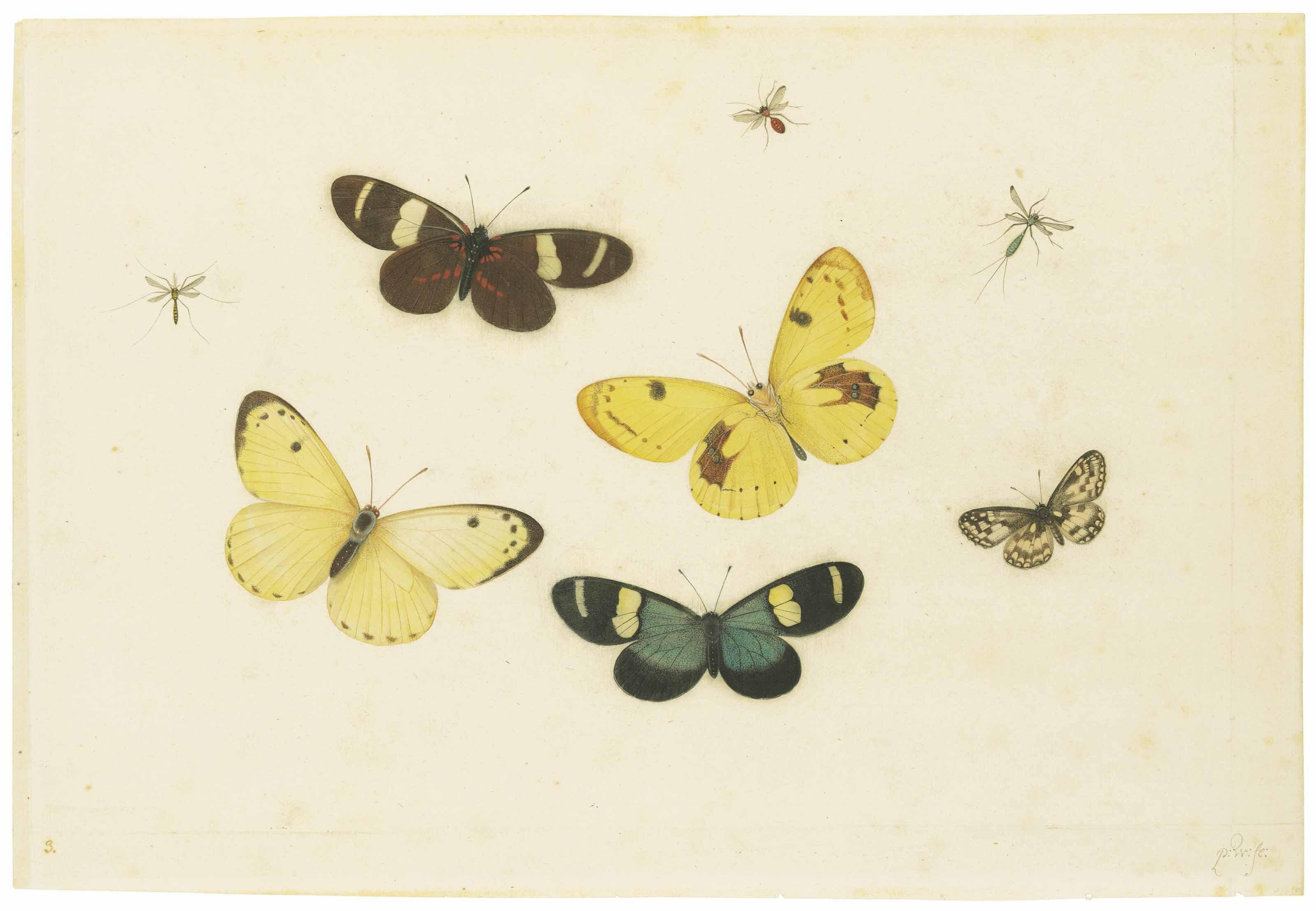 Pieter Withoos - Butterflies and insects