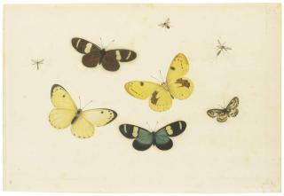 Pieter Withoos - Butterflies and insects