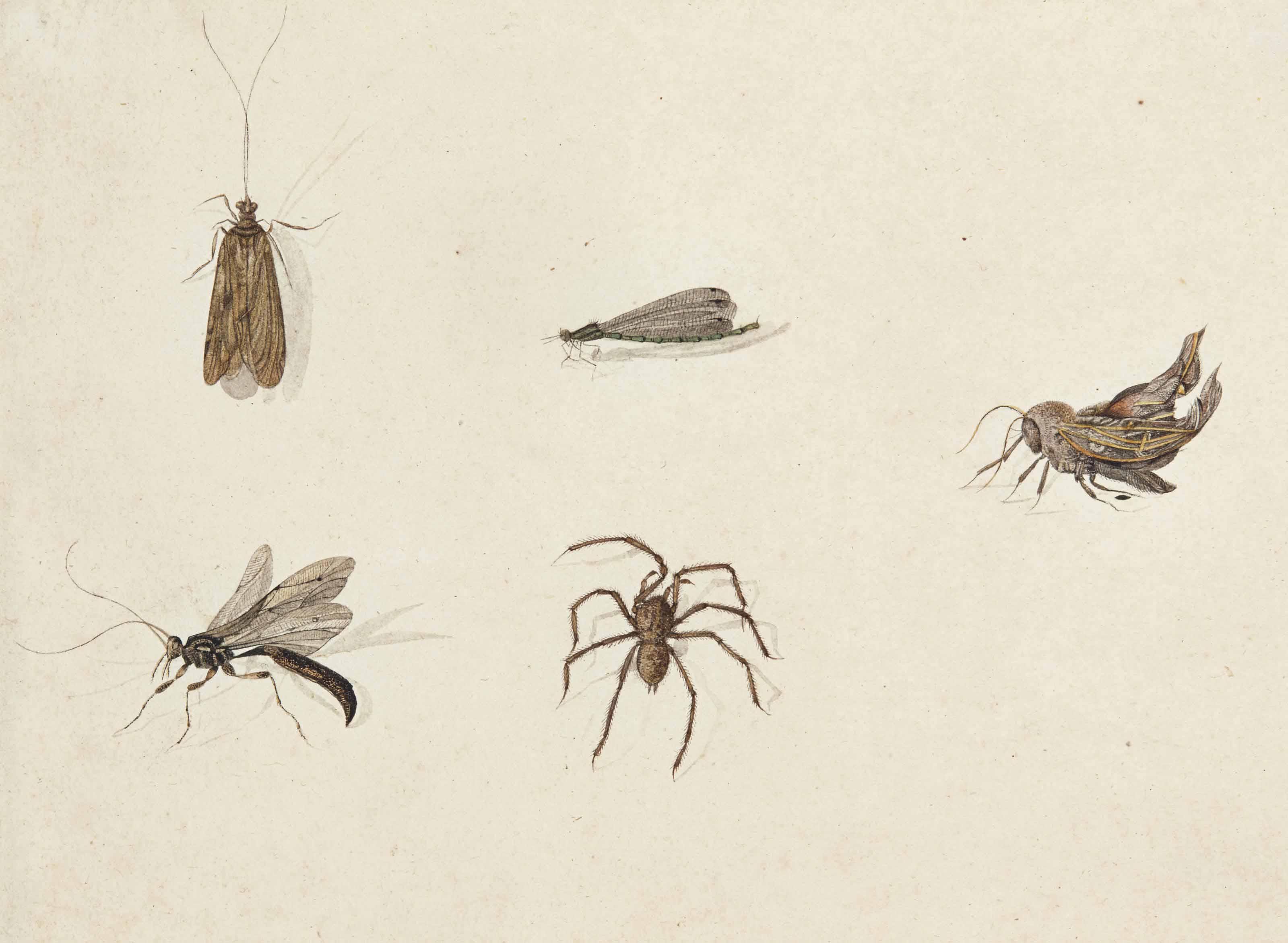 Pieter Withoos - Cinq Insectes Dont Une Araignée Et Une Libellule