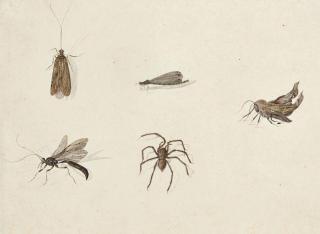 Pieter Withoos - Cinq Insectes Dont Une Araignée Et Une Libellule