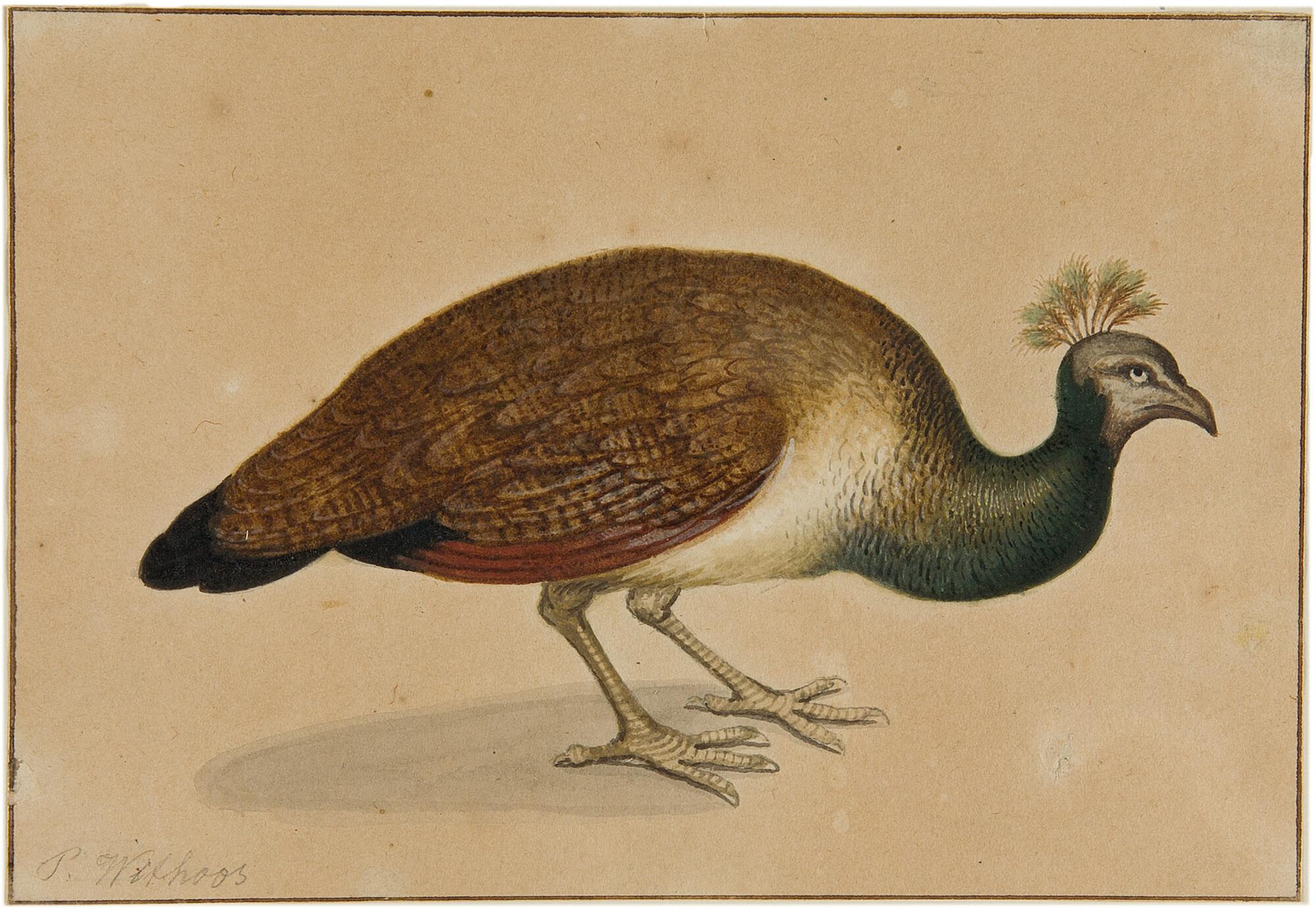 Pieter Withoos - Pfauenhenne.