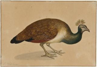 Pieter Withoos - Pfauenhenne.