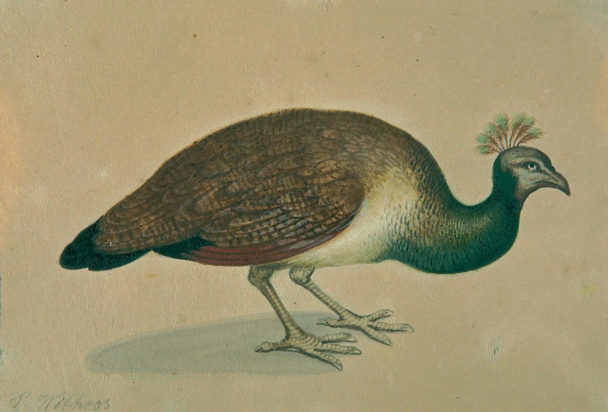 Pieter Withoos - Pfauenhenne.