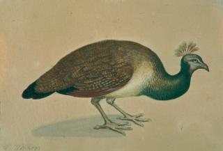 Pieter Withoos - Pfauenhenne.