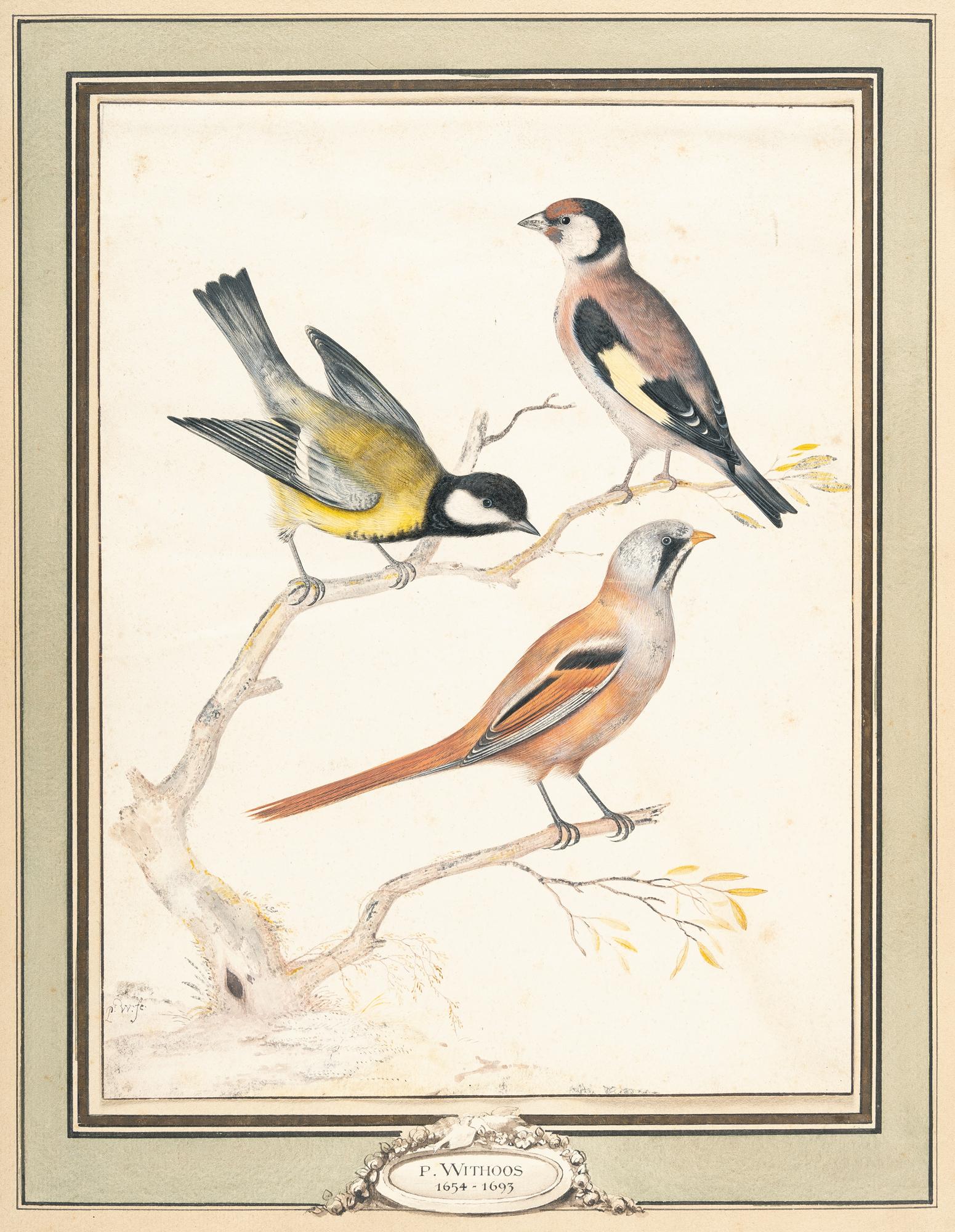 Pieter Withoos - Stieglitz, Kohl- und Bartmeise