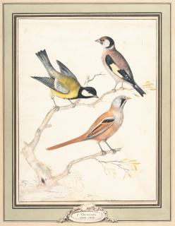 Pieter Withoos - Stieglitz, Kohl- und Bartmeise