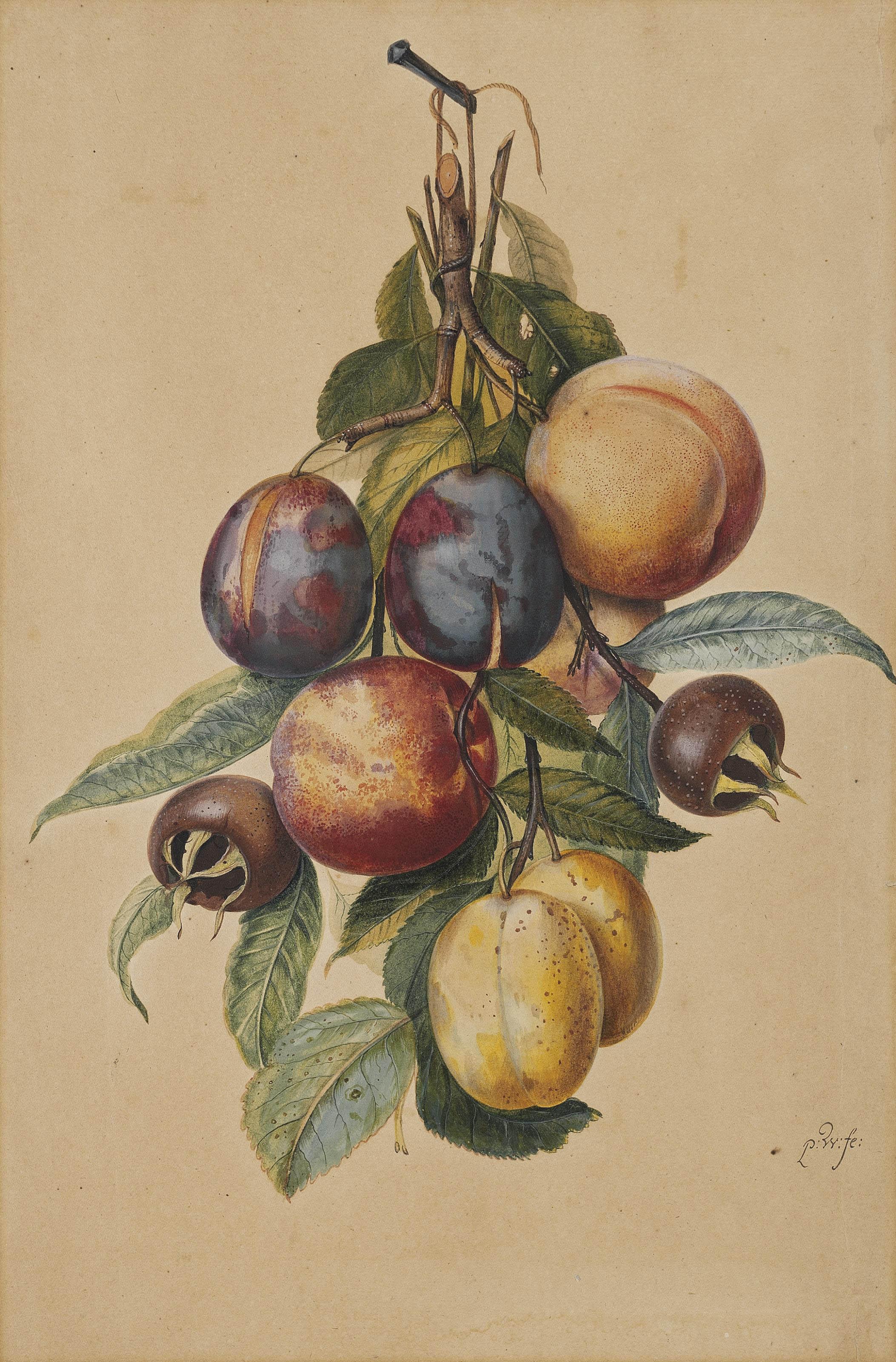 Pieter Withoos - Still life with plums, white plums, peaches and medlars
