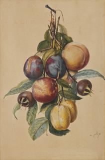 Pieter Withoos - Still life with plums, white plums, peaches and medlars